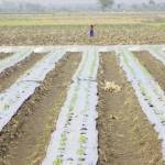 Tampak salah satu petani di Kecamatan Baureno sedang mencangkul untuk menanam cabai. foto: EKY NURHADI/ BANGSAONLINE