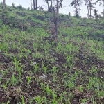 Area hutan di Kedit yang beralih fungsi jadi lahan pertanian. Tampak lahan tersebut ditanami jagung. Foto: SYAIFUL BAHRI/ BANGSAONLINE 