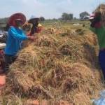 Para petani di Tuban ketika hendak memanen padi. (Suwandi/BANGSAONLINE)