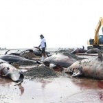 Ikan paus yang mati karena terdampar dikubur secara massal di pesisir Modung Bangkalan Madura, Sabtu (20/2/2021). foto: ist/ bangsaonline.com