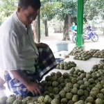 Haji Munir saat memilah srikaya hasil panen petani.