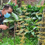 Zaenudin, Direktur PT Anugrah Anggrek Nusantara, Pengelola Kampung Anggrek saat mengamati anggrek jenis onsidium. (foto: MUJI HARJITA/ BANGSAONLINE)