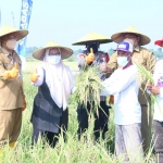 Wakil Bupati Gresik, Aminatun Habibah, didampingi Kepala Dinas Pertanian Gresik, Eko Anindito, saat panen padi di Desa Sukoanyar, Kecamatan Cerme. Foto: SYUHUD/ BANGSAONLINE.com