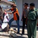 COPOT: APK yang dipaku di pohon dicopot paksa. foto: beritajatim