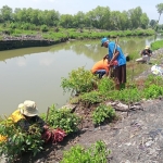 Aksi tanam mangrove oleh PT. Cargill Indonesia - Cocoa & Chocolate Gresik di Kalimireng, Manyar. foto: ist.