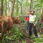 Sapi milik Sulaiman yang ditemukan di lahan perhutani.