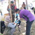 Petugas Disnak Pasuruan saat sidak di salah satu lapak pedagang hewan kurban.
