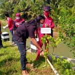 Trimo (baju hitam), Wakil Ketua DPC PDIP Trenggalek saat tanam pohon di aliran sungai dam Desa Prambon. (foto: HERMAN/ BANGSAONLINE)