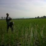 MULAI LANGKA – Seorang petani tengah menaburkan pupuk pada tanaman padi di Desa Bonorejo, Kecamatan Gayam Kabupaten Bojonegoro, Senin (26/5/2014). foto eky nurhadi/BangsaOnline