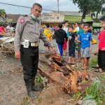 Petugas menunjukkan batang pohon yang sudah keropos.