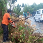 BPBD Kabupaten Pamekasan dan FRPB saat memotong pohon yang tumbang. (foto: ist)