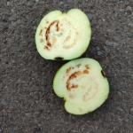 Kondisi buah jambu yang ditemukan di paket MBG