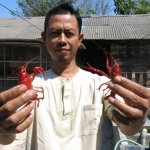 Zulfikri, Peternak lobster hias air tawar.