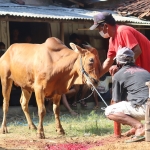 Berqurban