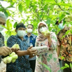 Bupati Ipuk sedang panen buah. (foto: ist)