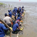 Husky-CNOOC Madura Limited (HCML) saat menanam 12.000 bibit pohon mangrove di garis pantai Desa Semare, Kecamatan Kraton, Kabupaten Pasuruan.