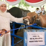 Khofifah menyerahkan sapi kurban kepada pengurus Masjid Al Akbar Surabaya.