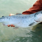 Ikan Salmon merupakan salah satu makanan untuk meningkatkan kekebalan tubuh. 