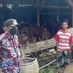 Forkopimka Pragaan saat meninjau kesehatan sapi komunal.