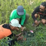 Sekretaris Kelompok Rukun Tani Susuhan Fajar Kunting (kanan) saat ikut menanam cok bakal di sudut sawah yang ada tanaman padi. Foto: MUJI HARJITA/ BANGSAONLINE