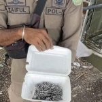 Petugas Satpol PP Sidoarjo saat menunjukkan hasil penyisiran ranjau paku di kawasan Lingkar Timur. Foto: Ist.