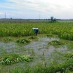 Petani mencabuti jagung yang terendam air untuk dijadikan pakan ternak. foto: SUWANDI/ BANGSAONLINE