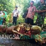 Bangkai sapi yang ditinggal pencuri setelah diambil dua paha kaki belakangnya. Foto: arif Kurniawan/ BANGSAONLINE