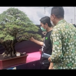 Ketua Umum PPBI Erwin Lismar (kanan) mendamping Bupati Madiun Ahmad Dawami melihat-lihat hasil karya para petani bonsai.