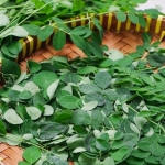 5 Efek Samping Mengonsumsi Daun Kelor secara Berlebihan. Foto: Ist