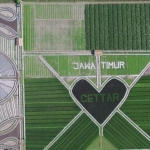 Pola tanaman di sawah yang diubah menjadi Crop Circle. foto: Diskominfo Kediri