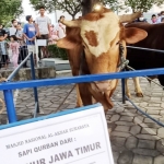 Sapi Simental sumbangan Gubernur Khofifah.