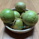 Buah kenitu. Foto: Sulthon/Bangsaonline.