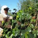 Petani di Bondowoso saat memanen kopinya. foto: tugasimk02.blogspot.com