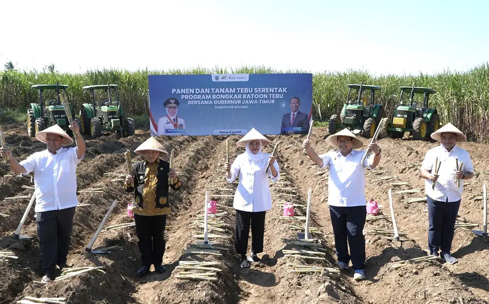 Bongkar Ratoon Perkuat Produktivitas Tebu Nasional