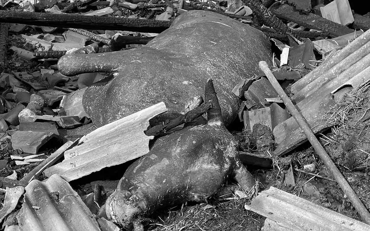 Salah satu sapi yang meninggal karena kebakaran yang melanda kandang ternak milik Damuji (55) di Desa Wadungasih, Buduran, Rabu (27/12/2023).
