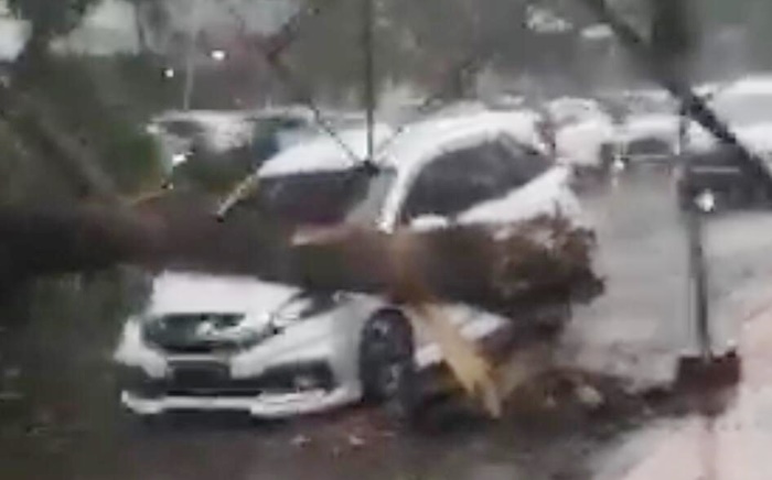 Sebuah pohon besar tampak menimpa mobil putih yang sedang diparkir di bawahnya. 