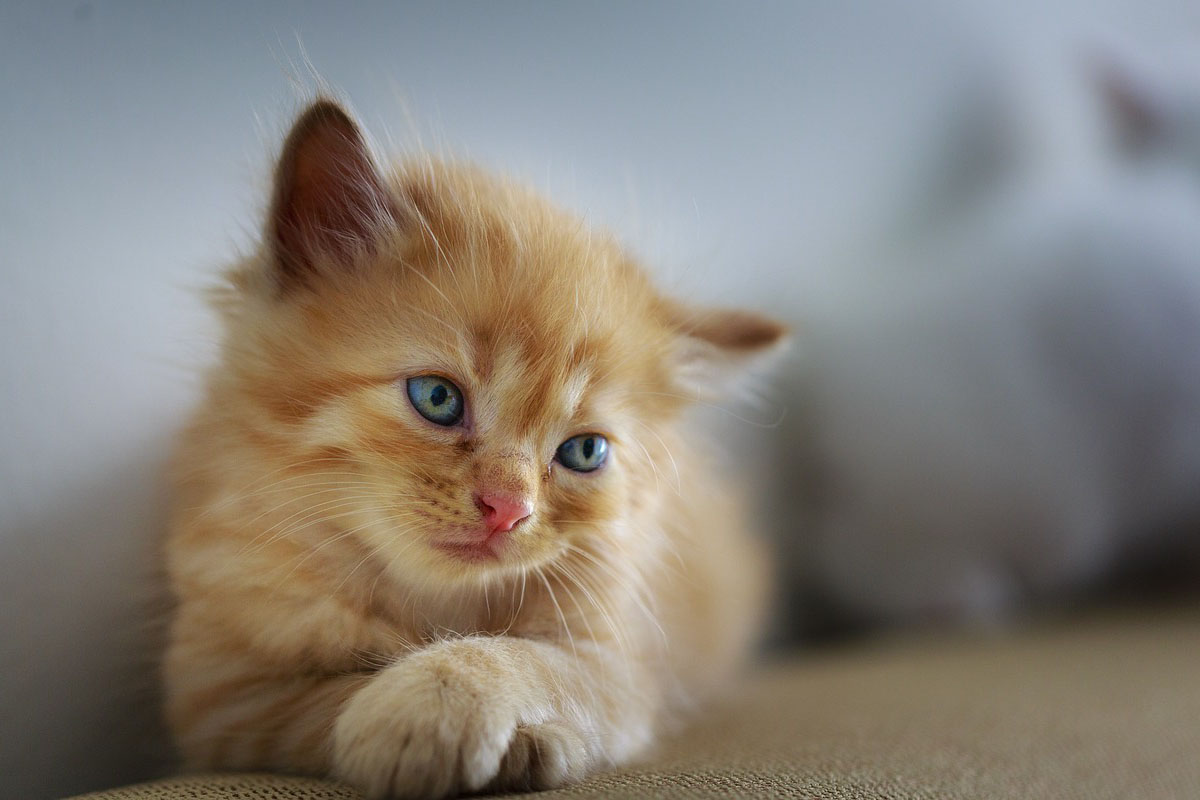 Kucing akan berkembang dengan baik apabila diberi nutrisi yang seimbang