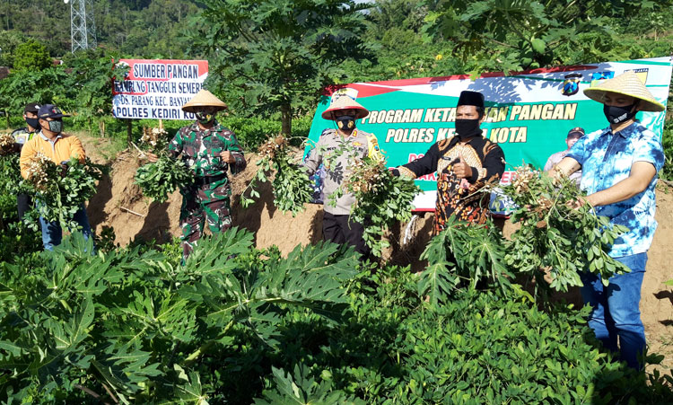 Kapolres Kediri Kota AKBP Miko Indrayana (tengah) saat melakukan panen kacang tanah di Kampung Tangguh Semeru Desa Parang, Kecamatan Banyakan, Kabupaten Kediri. foto: MUJI HARJITA/ BANGSAONLINE