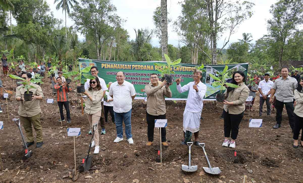 Wamen ATR/BPN saat melakukan penanaman pisang cavendish di Desa Asahduren, Kabupaten Jembrana, Bali.