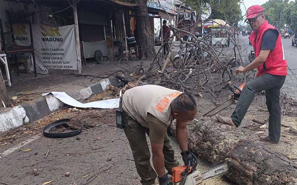 Evakuasi pohon kesono yang tumbang di Jalan Jayanegara, Kabupaten Mojokerto oleh tim gabungan (dok. BPBD Kab Mojokerto)