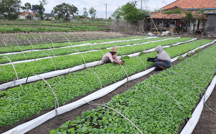 Bungah atau bibit tembakau yang mulai ditanam para petani tembakau.