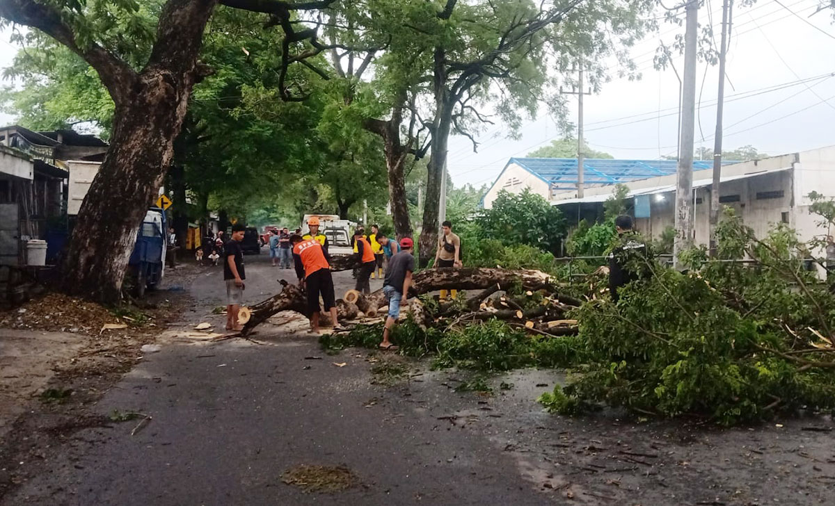 BPBD dibantu warga Desa Gununggangsir saat mengevakuasi pohon yang tumbang.