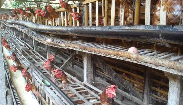 Harga Jagung Naik hampir Tiga Kali Lipat, Peternak Ayam di Lamongan Kelimpungan