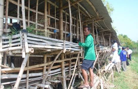 UNIK – Kandang kambing yang dibuat bertingkat dan dibangun di tengah areal pertambakan di Desa Weduni Kecamatan Deket Lamongan. Foto : haris sugianto/BangsaOnline