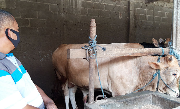 Samiran, pemilik sentra hewan kurban di Kota Kediri saat mengecek sapi untuk kurban. (foto: MUJI/ BANGSAONLINE)