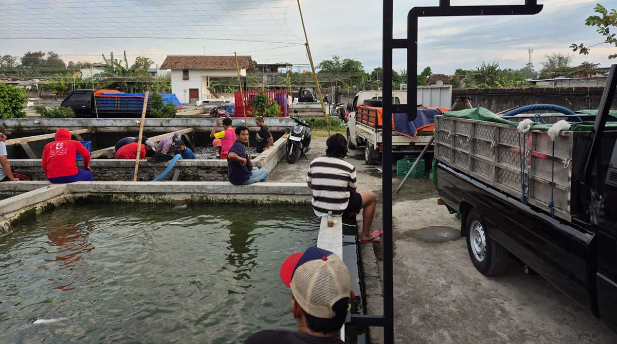 Salah satu pusat pembenihan ikan air tawar di Kabupaten Kediri. Foto: Ist