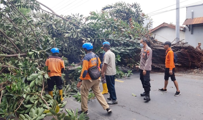 Proses evakuasi pohon tumbang di Jalan Pantura Situbondo oleh petugas.