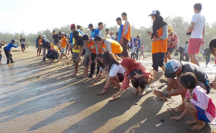 Prosesi pelepasan tukik di Pantai Pancer Door.