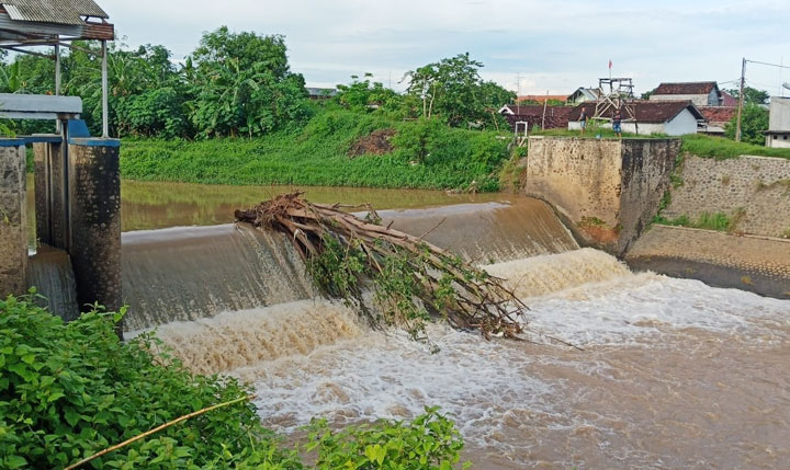 Pohon raksasa yang nyangkut di Dam Telusur mengancam jembatan Juritan. foto: YUDI EP/ BANGSAONLINE