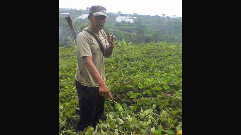 Sudarsono menunjukkan kebun ketela yang dijarah. foto: gunadhi/ BANGSAONLINE